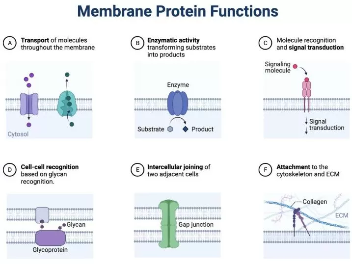 Membrane Protein Functions.
